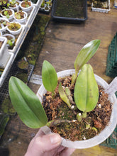 Load image into Gallery viewer, Bulbophyllum smitinandii x kubahense!!! Extremely rare kubahense hybrid! Only 1 available!
