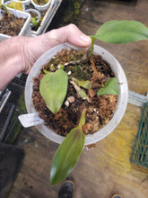 Load image into Gallery viewer, Bulbophyllum smitinandii x kubahense!!! Extremely rare kubahense hybrid! Only 1 available!
