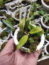 Load image into Gallery viewer, Bulbophyllum kubahense seedling! Extremely RARE. The MOST beautiful flower in the genus!!
