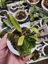 Load image into Gallery viewer, Bulbophyllum kubahense seedling! Extremely RARE. The MOST beautiful flower in the genus!!
