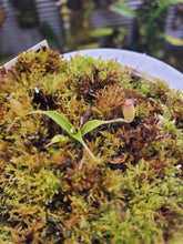 Load image into Gallery viewer, Nepenthes aristolochiodes! Extra Small Seed Grown Plant in 3&quot; pot!

