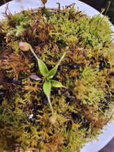Load image into Gallery viewer, Nepenthes aristolochiodes! Extra Small Seed Grown Plant in 3&quot; pot!
