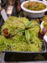 Load image into Gallery viewer, Nepenthes pitopangii!!! Seldom seen in cultivation! Exact plant pictured!
