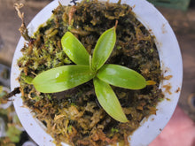 Load image into Gallery viewer, Nepenthes tentaculata AW Gunung Rajah! Exact plant pictured in 3&quot; pot!
