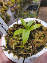 Load image into Gallery viewer, Nepenthes tentaculata AW Gunung Rajah! Exact plant pictured in 3&quot; pot!
