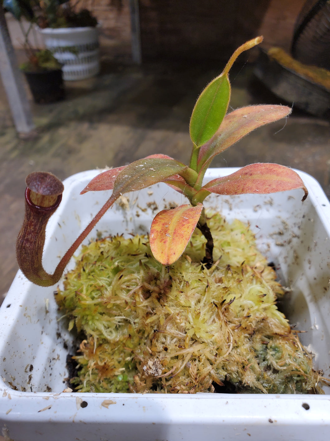 Nepenthes klossii Extremely RARE clone#257! RARE BE 3 number clone!!!