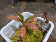 Load image into Gallery viewer, Nepenthes klossii Extremely RARE clone#257! RARE BE 3 number clone!!!

