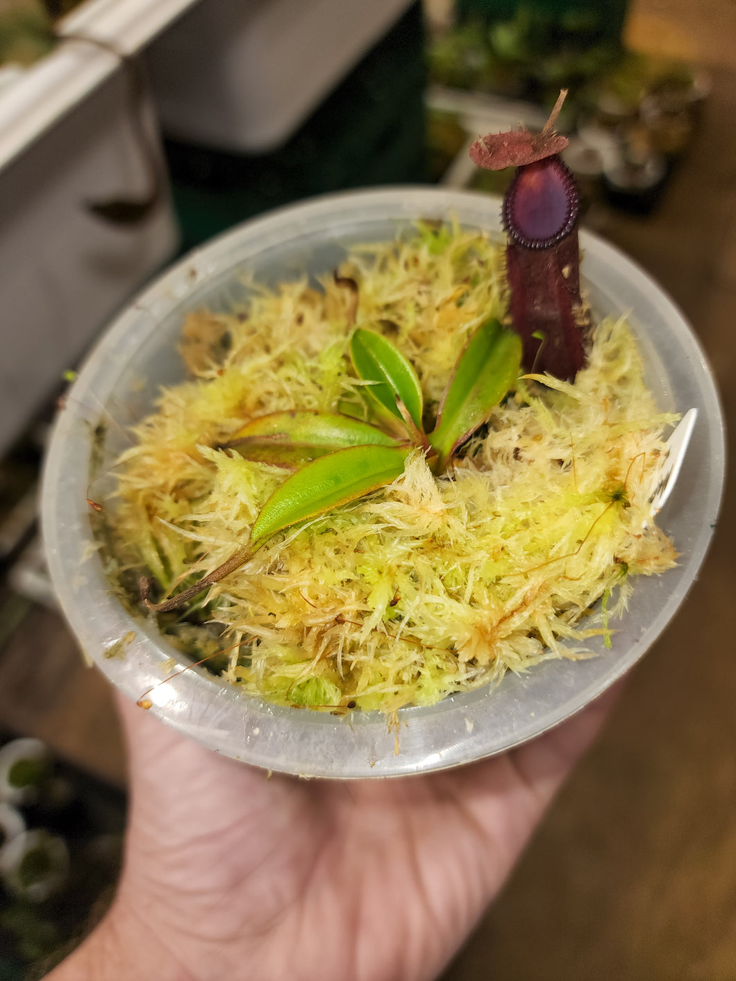 Nepenthes hamata x edwardsiana AW Small plant in 4