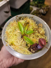 Load image into Gallery viewer, Nepenthes hamata x edwardsiana AW Small plant in 4&quot; pot!
