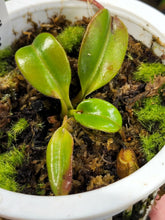 Load image into Gallery viewer, Nepenthes villosa! Largest seed grown plant offered to date! 4&quot; pot size!
