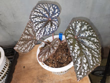Load image into Gallery viewer, Begonia Betsy! Exact Specimen XLarge iridescence and SILVER goodness!
