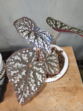 Load image into Gallery viewer, Begonia Betsy! Exact Specimen XLarge iridescence and SILVER goodness!
