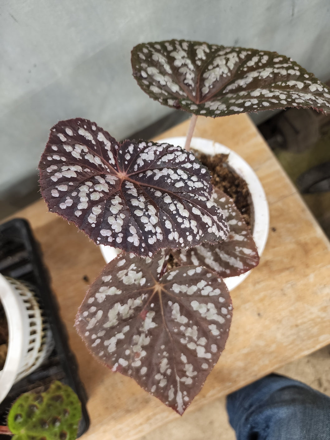 Begonia Betsy! Exact Specimen XLarge iridescence and SILVER goodness!