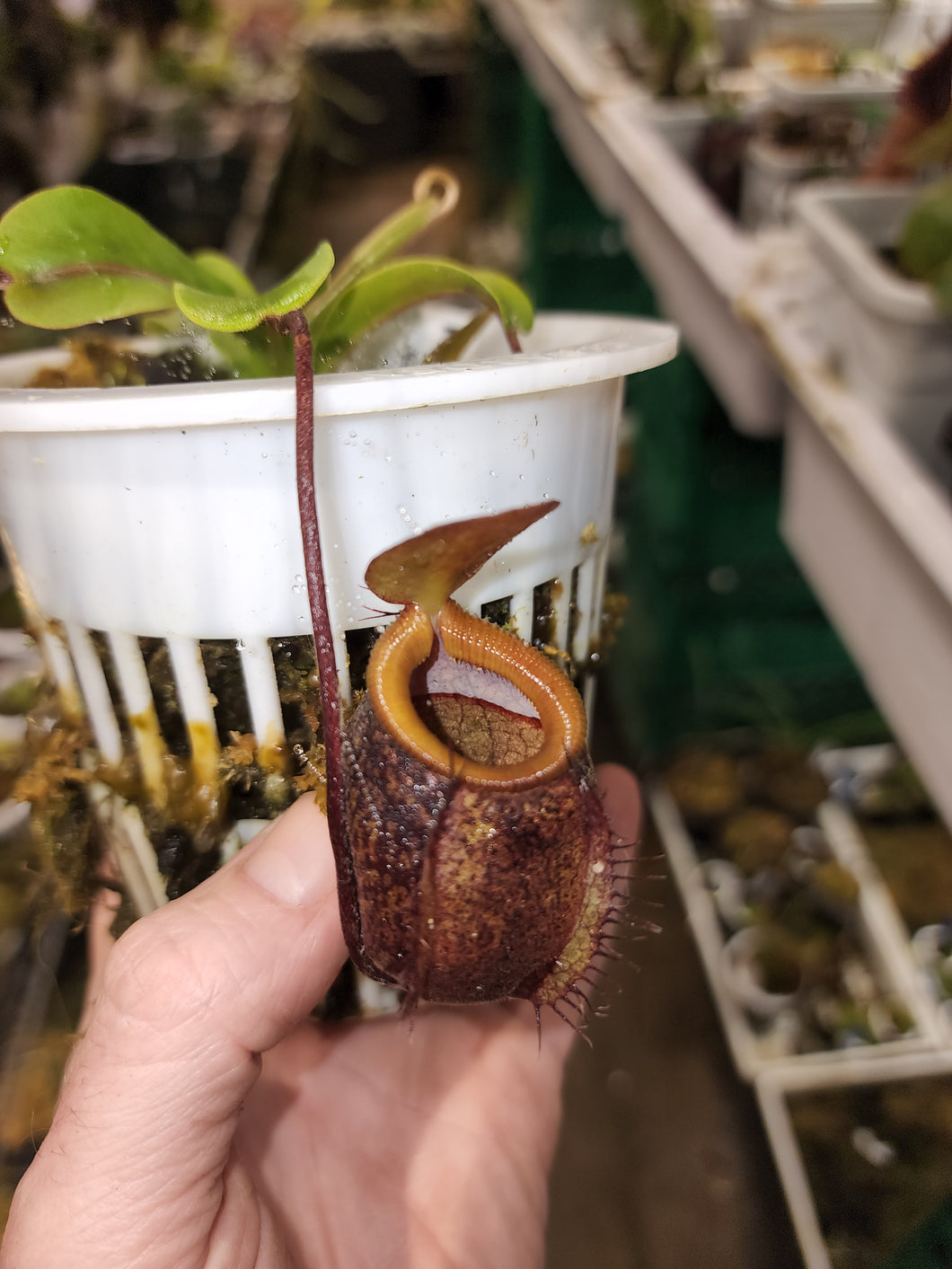 Nepenthes undulatifolia seed grown specimen plant in 4
