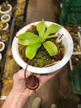 Load image into Gallery viewer, Nepenthes undulatifolia seed grown specimen plant in 4&quot; pot! Largest plant available!

