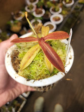Load image into Gallery viewer, Nepenthes hamata Tambusisi Form! Red-leafed hamata! RARE Large 4&quot; leafspan! Exact plant pictured!
