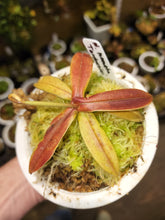 Load image into Gallery viewer, Nepenthes hamata Tambusisi Form! Red-leafed hamata! RARE Large 4&quot; leafspan! Exact plant pictured!
