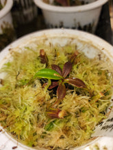 Load image into Gallery viewer, PURE Nepenthes edwardsiana seed grown Maral Parai! Exact small seedling pictured in 4&quot; pot!
