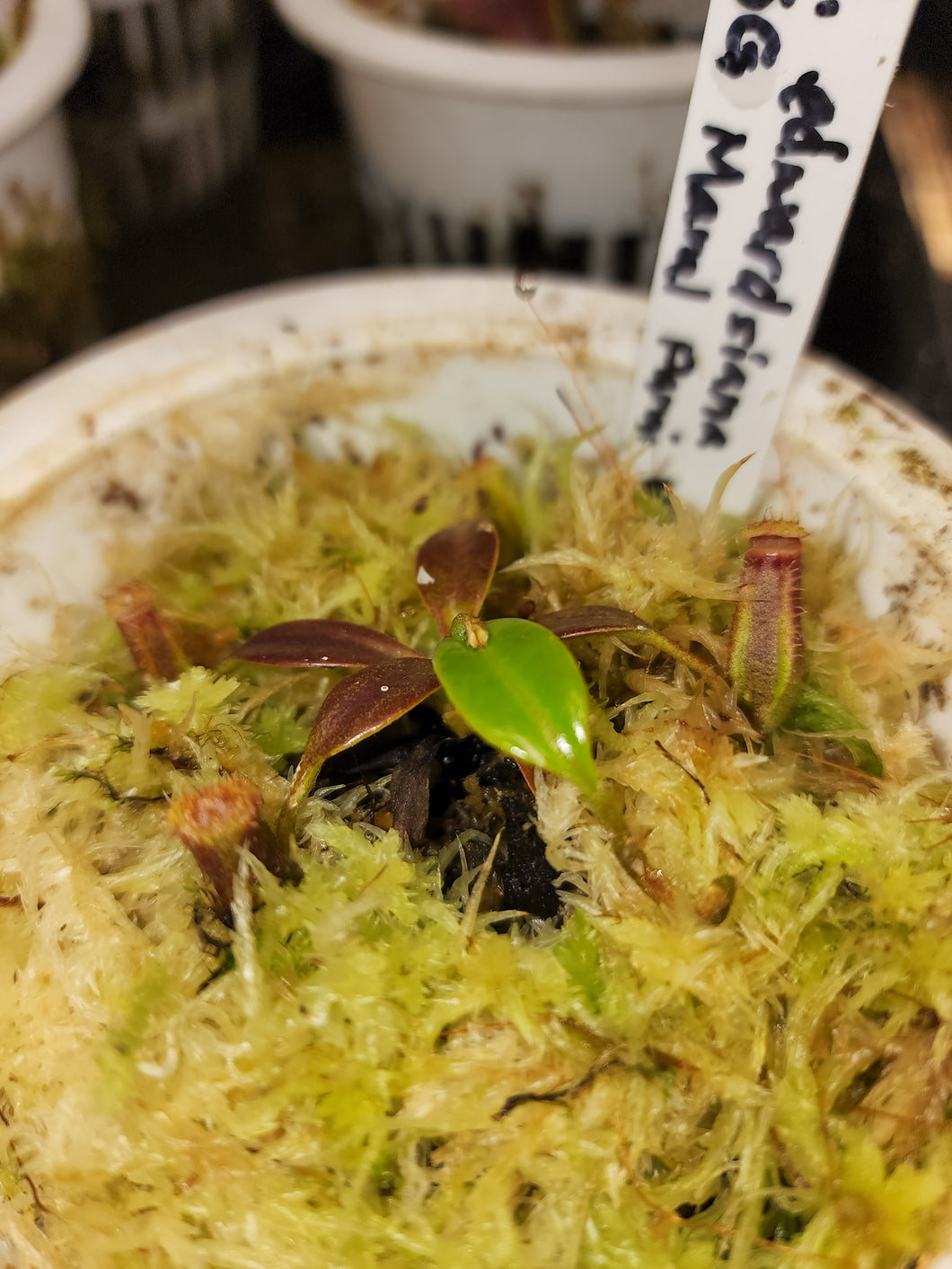 PURE Nepenthes edwardsiana seed grown Maral Parai! Exact small seedling pictured in 4