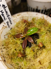 Load image into Gallery viewer, PURE Nepenthes edwardsiana seed grown Maral Parai! Exact small seedling pictured in 4&quot; pot!
