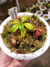 Load image into Gallery viewer, Nepenthes villosa seed grown medium size specimen in 4&quot; pot!
