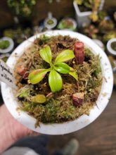 Load image into Gallery viewer, Nepenthes villosa seed grown medium size specimen in 4&quot; pot!
