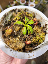 Load image into Gallery viewer, PURE Nepenthes villosa seed grown Small specimen in 4&quot; pot
