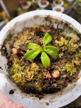 Load image into Gallery viewer, PURE Nepenthes villosa seed grown Small specimen in 4&quot; pot
