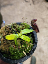 Load image into Gallery viewer, Pure Nepenthes hamata AW Clone 2 confirmed female. Exact small plant 3&quot; pot!
