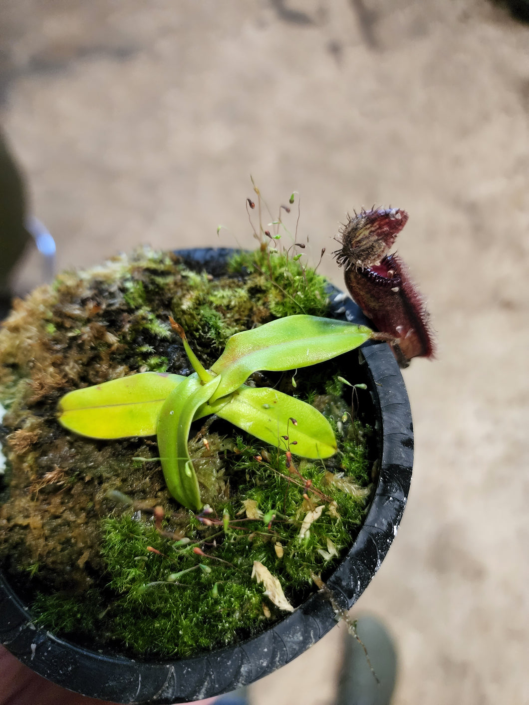 Pure Nepenthes hamata AW Clone 2 confirmed female. Exact small plant 3