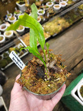 Load image into Gallery viewer, Lecanopteris crustacae! RARE Ant fern! Last plant available nice rhizome!
