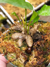Load image into Gallery viewer, Lecanopteris crustacae! RARE Ant fern! Last plant available nice rhizome!

