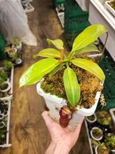Load image into Gallery viewer, Nepenthes x Harryana! XLarge specimen in 5&quot; pot!
