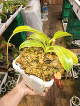 Load image into Gallery viewer, Nepenthes x Harryana! XLarge specimen in 5&quot; pot!
