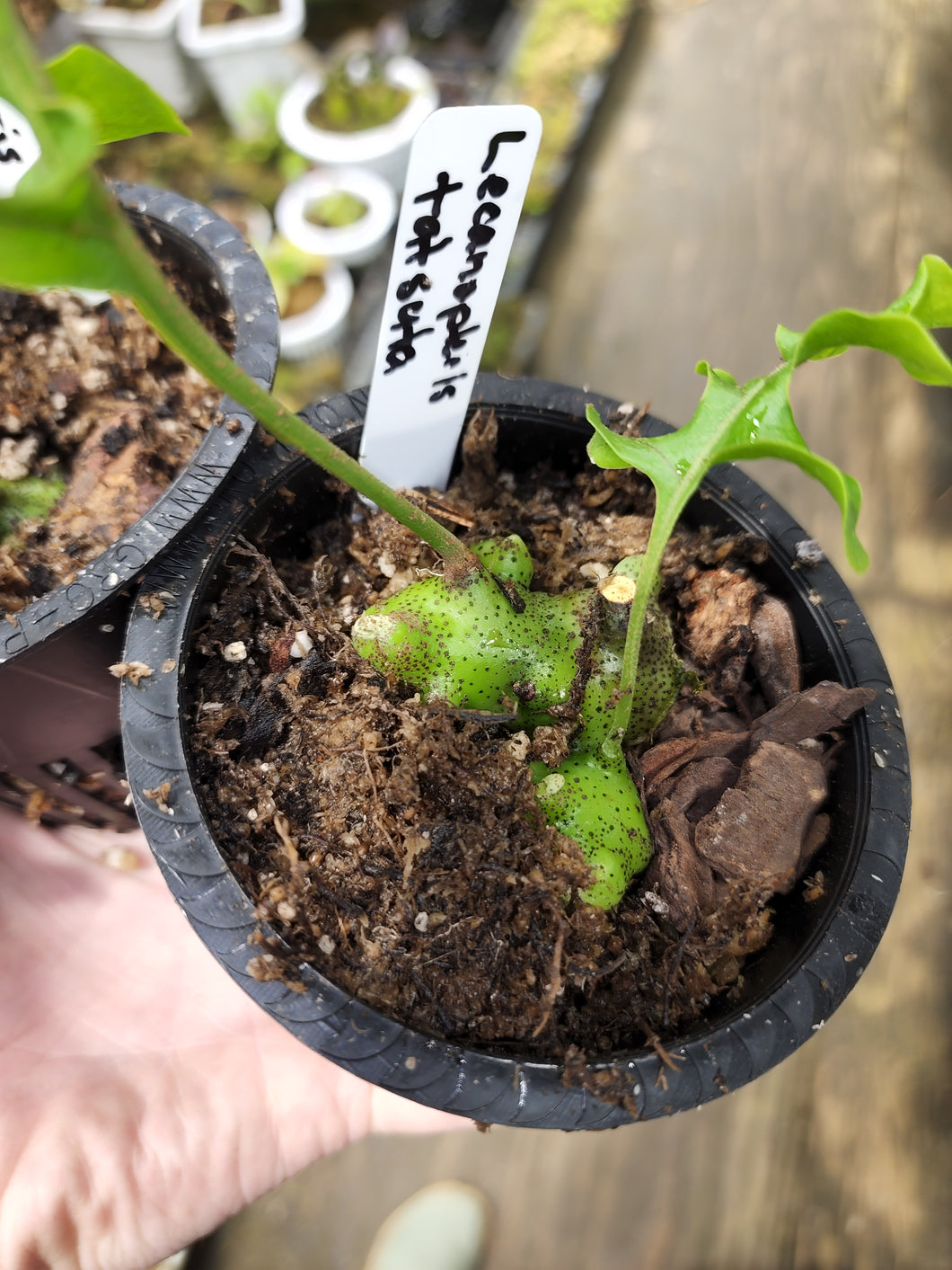 Lecanopteris tatsuta! VERY RARE Ant fern! Large size rhizome plant#1.