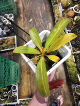 Load image into Gallery viewer, Nepenthes ventricosa x edwardsiana Seed Grown XL specimen 5&quot; pot
