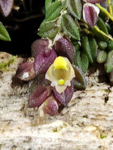 Load image into Gallery viewer, Dendrobium toressae! Mounted. A charming shingling micro species!
