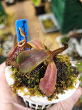 Load image into Gallery viewer, Nepenthes mollis AW. Exact plant shown in 3&quot; pot
