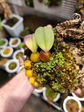 Load image into Gallery viewer, Bulbophyllum agastor! Exact mounted plant shown! Rare macrobulbon from PNG!
