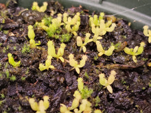 Load image into Gallery viewer, Nepenthes edwardsiana XXS Seedlings! VERY LIMITED!
