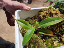 Load image into Gallery viewer, Nepenthes hamata x edwardsiana AW! Exact plant pictured in 5&quot; pot!
