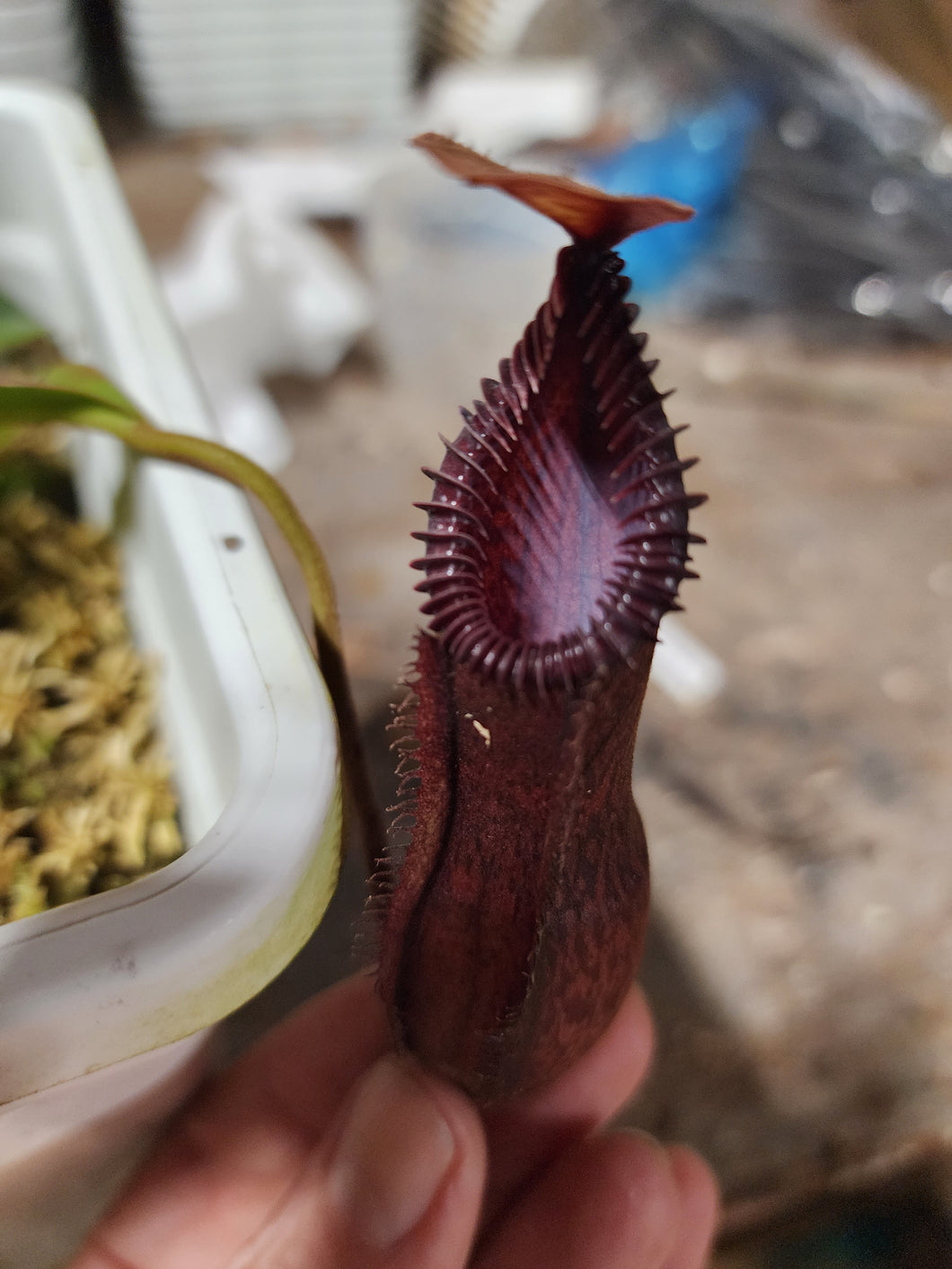 Nepenthes hamata x edwardsiana AW! Exact plant pictured in 5