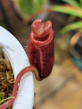 Load image into Gallery viewer, Nepenthes villosa seed grown plant! Exact large specimen in 4&quot; pot w/ new pitchers developing!

