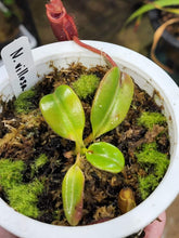 Load image into Gallery viewer, Nepenthes villosa seed grown plant! Exact large specimen in 4&quot; pot w/ new pitchers developing!
